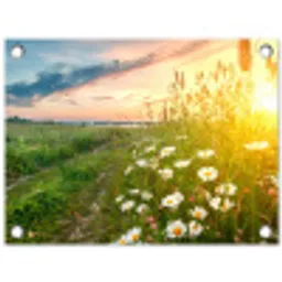 Bloemen - Madelief - Natuur - Zon - Horizon tuinposter los doek klein -3d