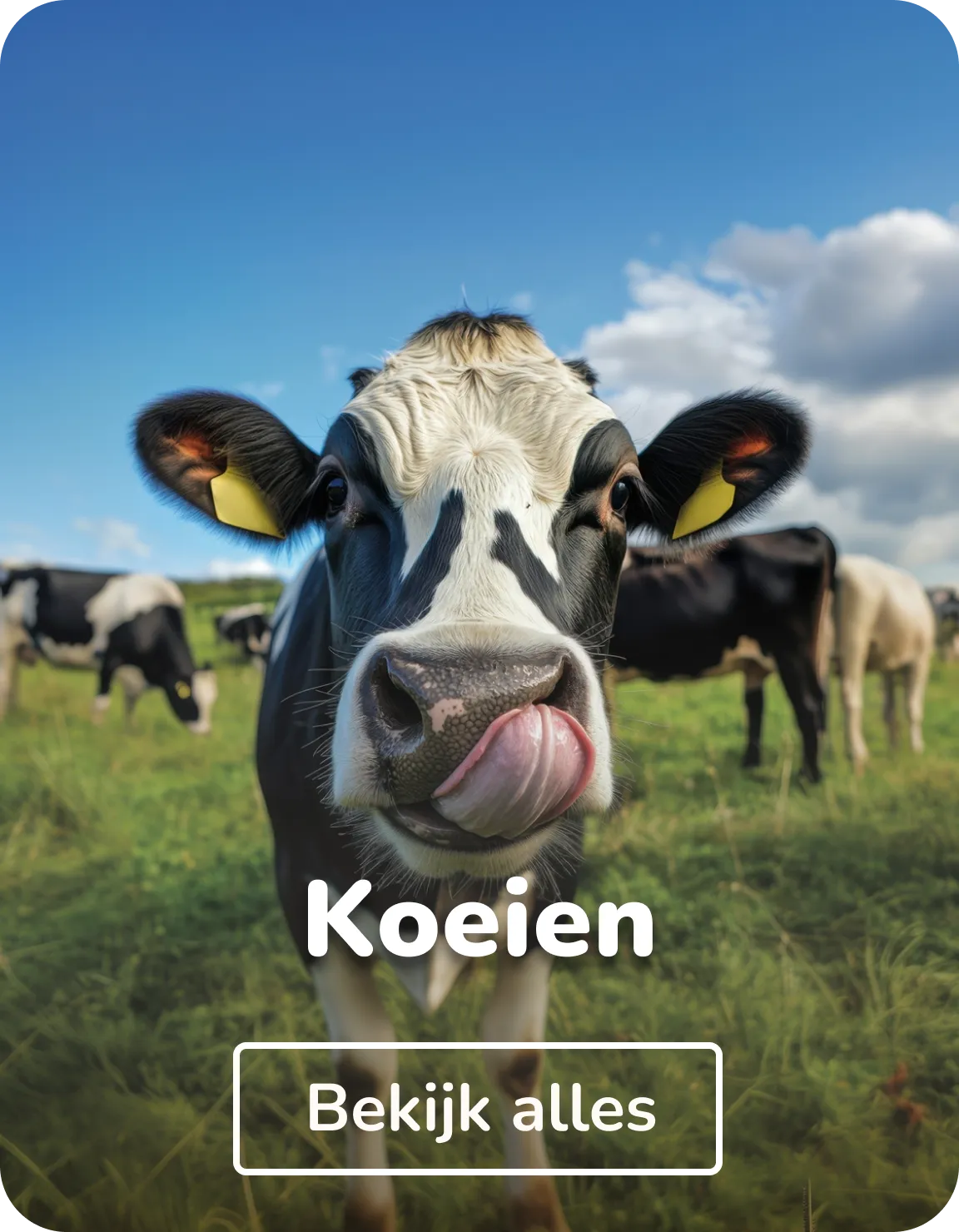 Canvas schilderijen koeien