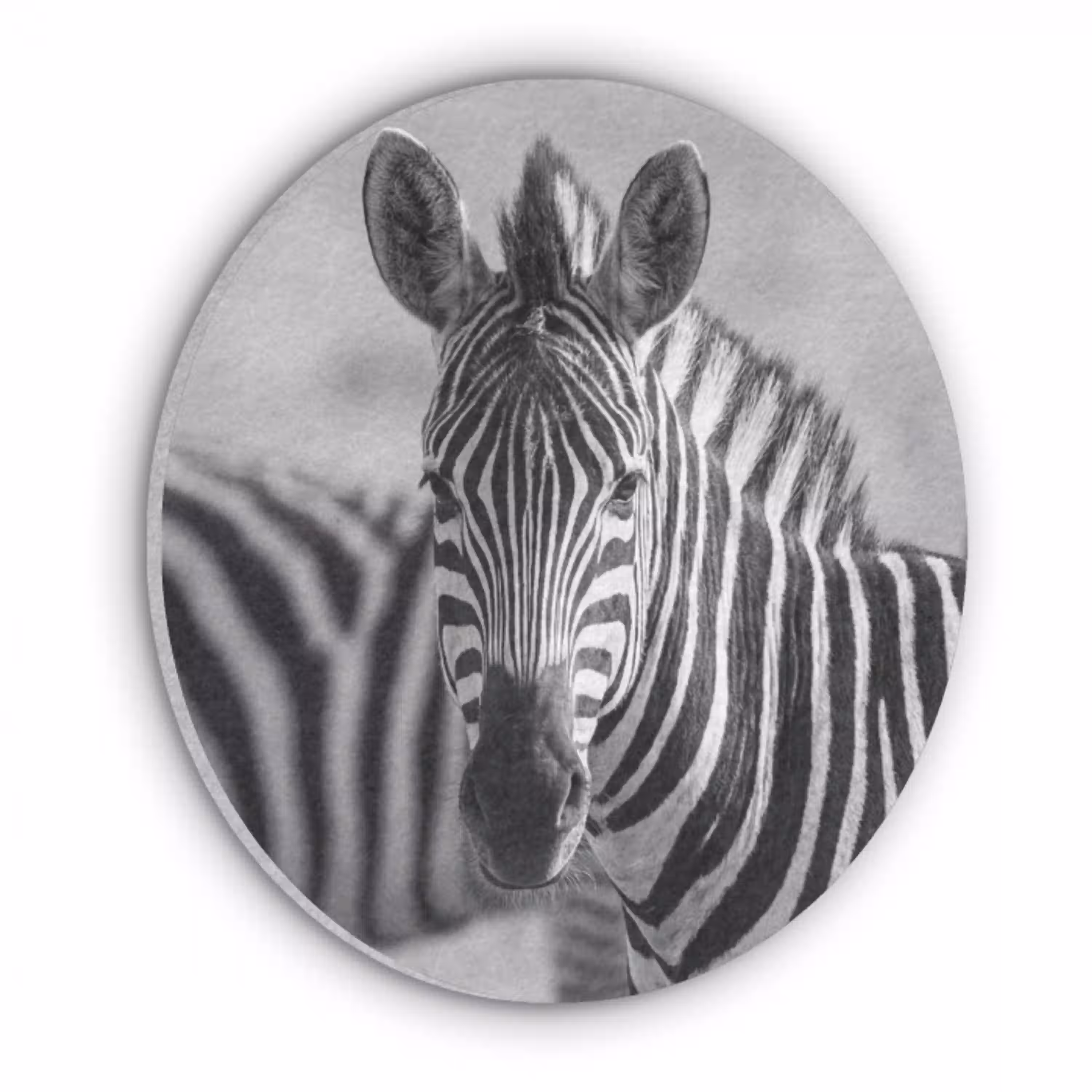 Zebra's - Zwart - Wit Akoestische PET Vilt - Rond klein -3d