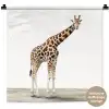 Giraffe - Dieren - Witte achtergrond - Kinderen - Jongen - Meisje Wandkleed katoen klein -t3d_DE