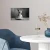 Sphynx - Kat - Dieren - Humor - Spaghetti - Zwart Wit poster papier klein -sfeer3