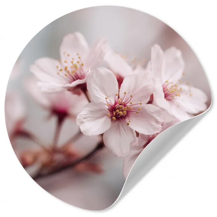 Bloesems - Meeldraden - Geel - Wazig Wandcirkel behangsticker klein -3d