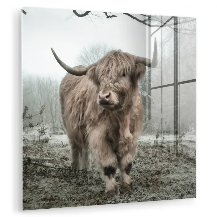 Schotse Hooglander - Bos - Mist - Koe - Dieren - Natuur plexiglas 5mm klein -zzzproduct_nieuw