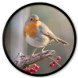 Roodborst - Tak - Bessen - Natuur Fotolijst rond zonder passe partout klein -3d