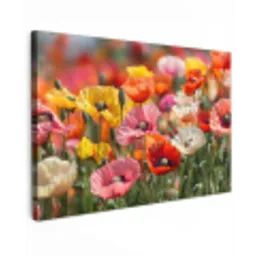 Bloemenveld - Klaprozen - Kleurrijk canvas 2cm klein -z3d