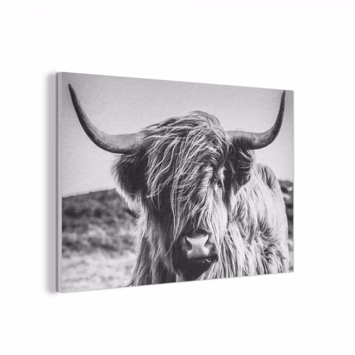 Akustikbild - Schottischer Highlander - Nahaufnahme - Hörner - Mantel - Schwarz und weiß