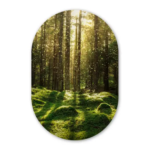 Bomen - Bos - Mos - Planten - Zon - Natuur Wandcirkel Ovaal Forex klein -3d