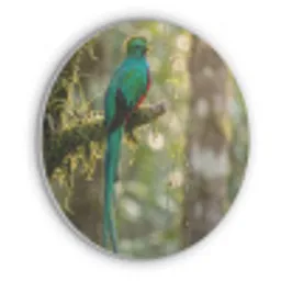 Quetzal - Jungle - Natuur - Groen Akoestische PET Vilt - Rond klein -3d