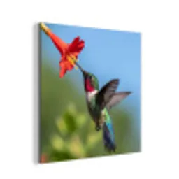 Kolibrie - Bloem - Natuur - Groen aluminium wit klein -3d