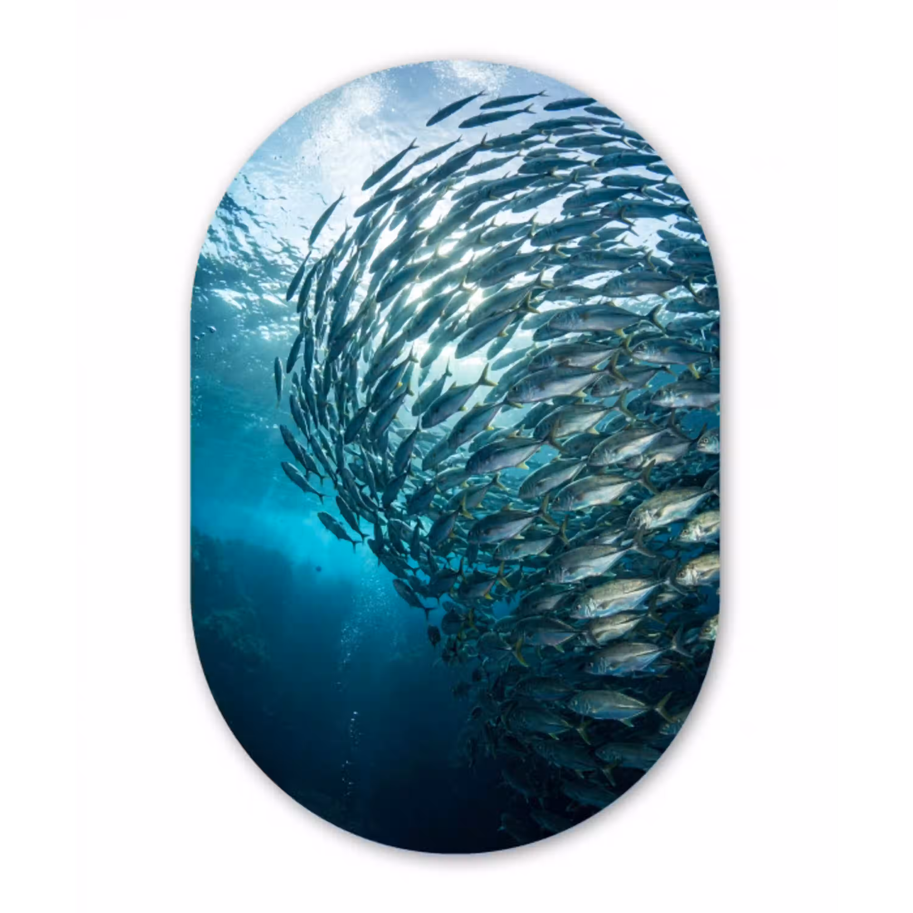 Vis - School - Oceaan - Natuur - Blauw Wandcirkel Ovaal Aluminium middel -3d