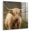 Schotse hooglander - Bergen - Grasveld plexiglas 5mm klein -zzzproduct_nieuw