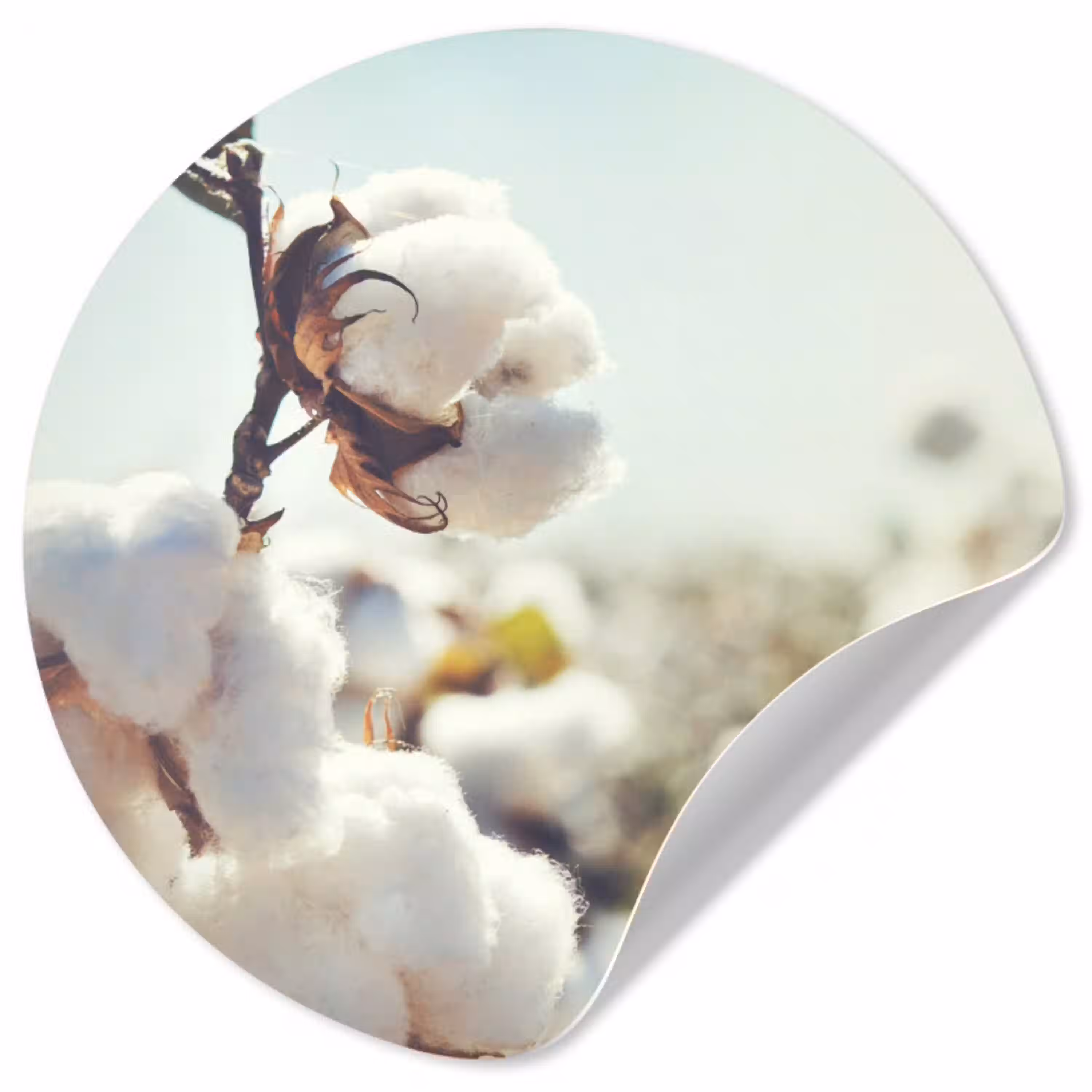 Planten - Bloem - Tak - Natuur Wandcirkel behangsticker klein -3d
