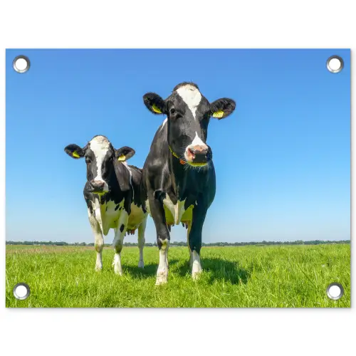 Koeien - Weiland - Gras - Dieren - Boerderij tuinposter los doek klein -3d