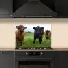 Schotse hooglander - Koeien - Natuur - Groen - Gras keuken achterwand spatscherm klein -sfeer1