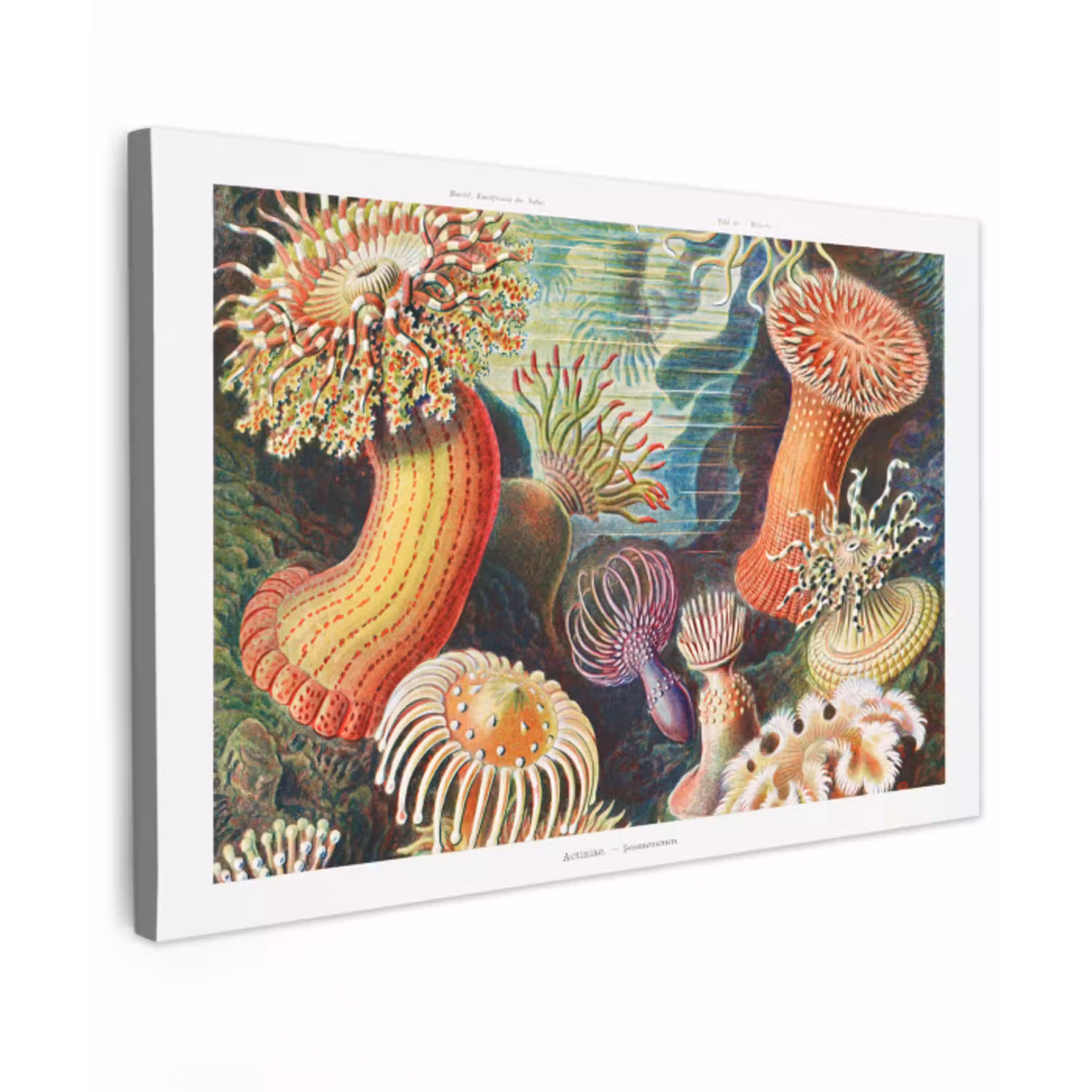 Ernst Haeckel - Anemoon - Retro - Natuur - Planten - Zee canvas 2cm klein -z3d