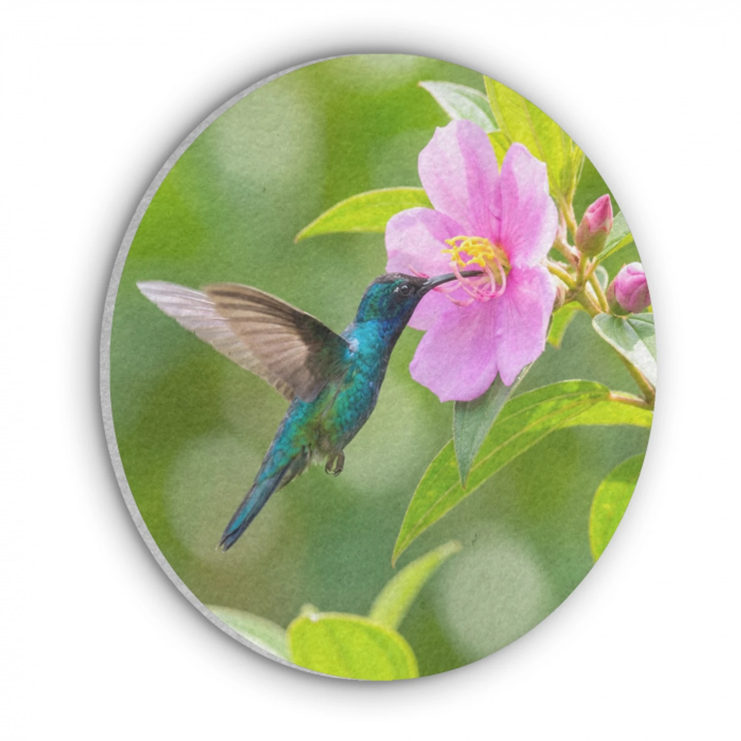 Kolibrie - Bloem - Natuur - Groen Akoestische PET Vilt - Rond klein -3d