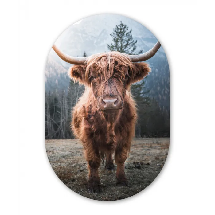 Schotse hooglander - Koe - Dieren - Berg - Natuur Wandcirkel Ovaal Forex klein -3d