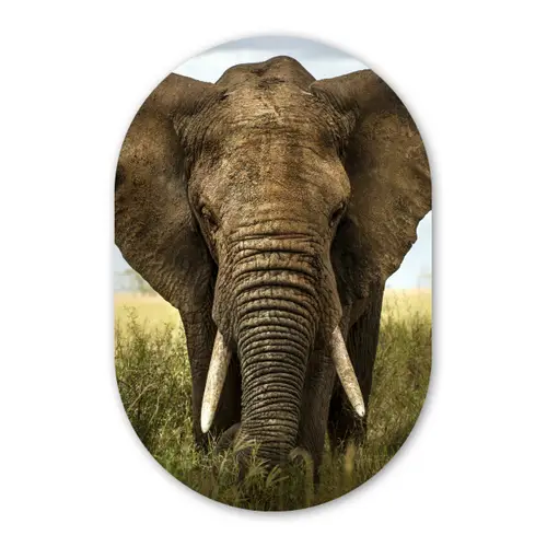 Olifant - Natuur - Gras - Dieren - Landschap Wandcirkel Ovaal Forex klein -3d
