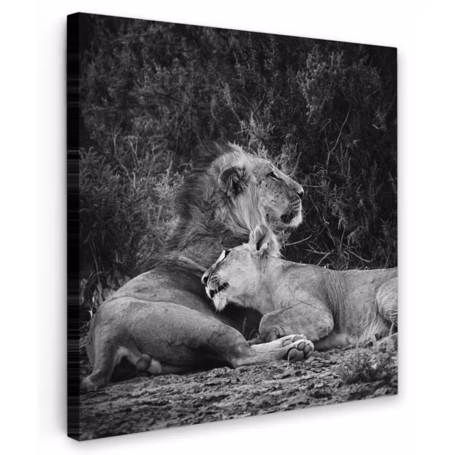 Canvas schilderij - Leeuwen - Zwart - Wilde dieren
