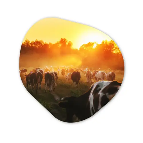 Koeien - Zonsondergang - Weiland - Dieren Wandcirkel Organisch Forex 3mm klein -3d