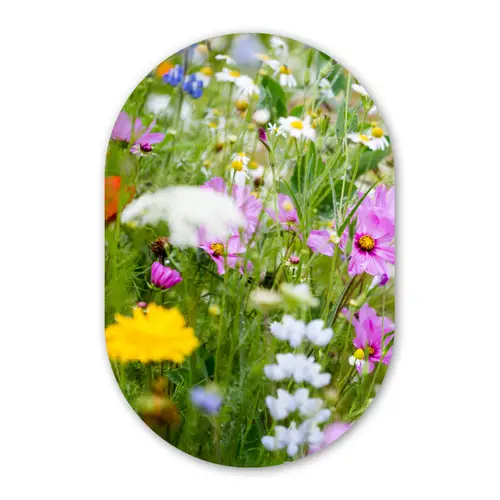Bloemen - Natuur - Groen - Gras - Paars - Wit Wandcirkel Ovaal Forex klein -3d