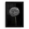 Paardenbloem - Zwart - Bloemen - Botanisch fotolijst zwart zonder passe partout klein -3d