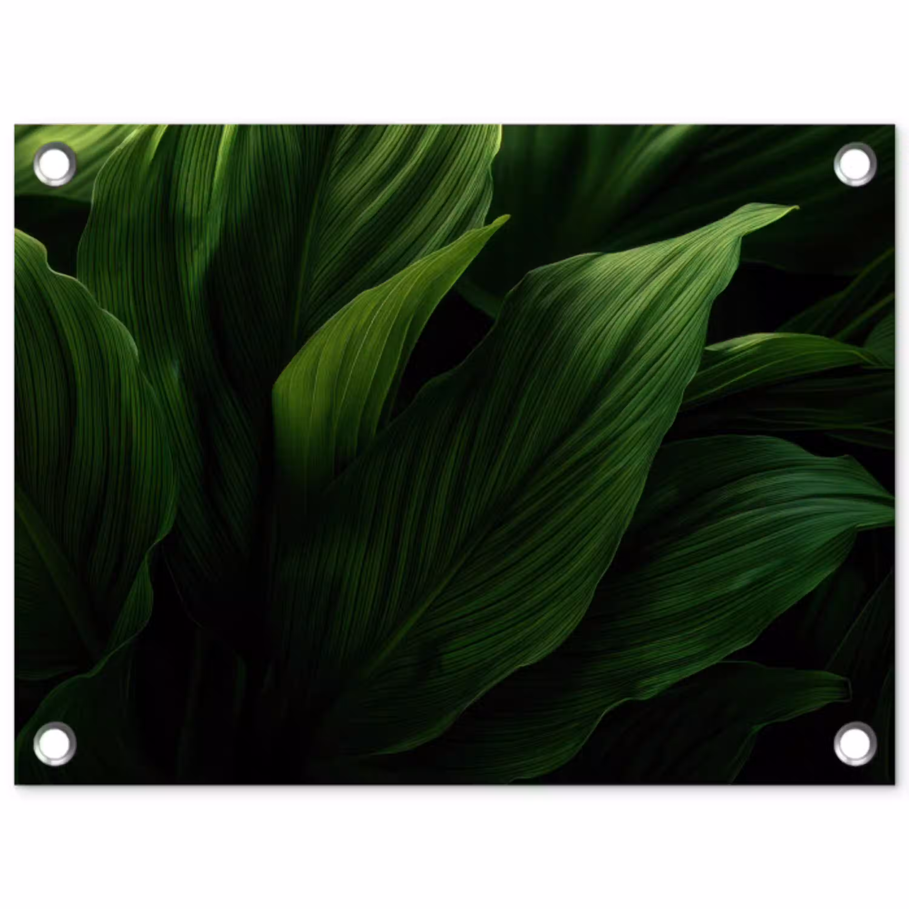 Bladeren - Schaduw - Groen - Textuur tuinposter los doek klein -3d