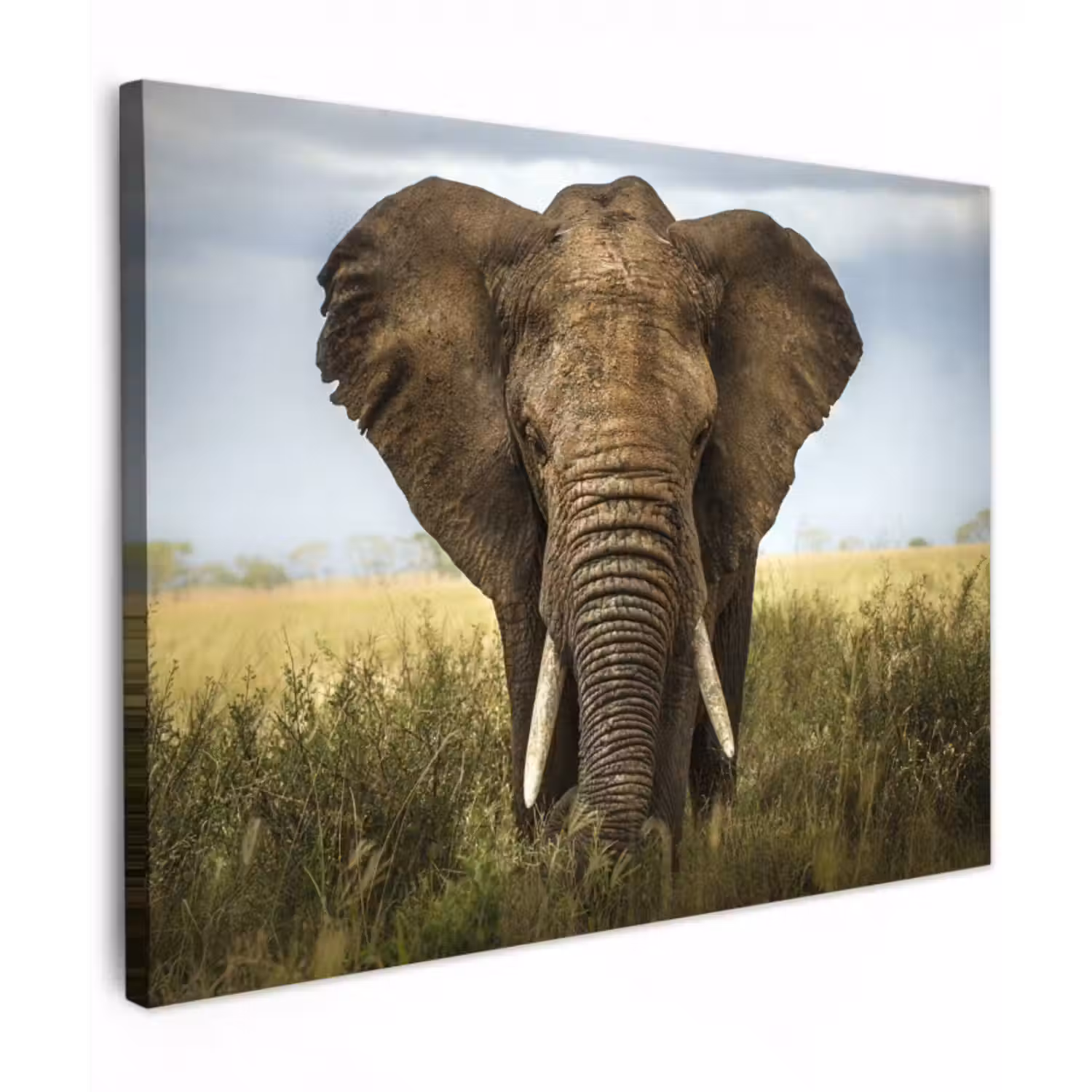 Leinwandbild - Elefant - Natur - Gras - Tiere - Landschaft