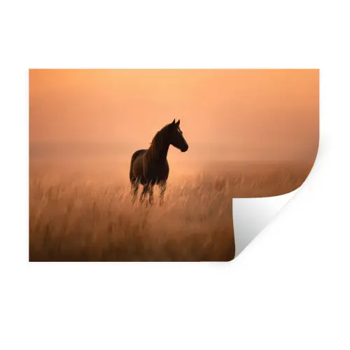 Paard - Grasveld - Zonsondergang Muursticker klein -3d