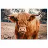 Koe- Schotse hooglander - Hoorns - Bruin - Landschap poster papier klein -3d