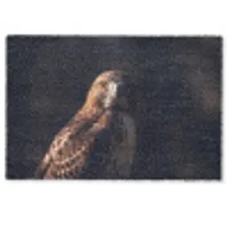 Roofvogel - Buizerd - Bruin Deurmat klein -zkaufland3d