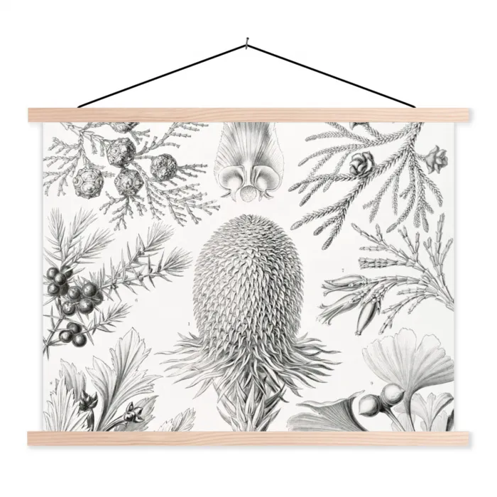 Tuinposter zwart wit - Ernst Haeckel - Kunst - Retro - Tuin textielposter latten blank klein -3d