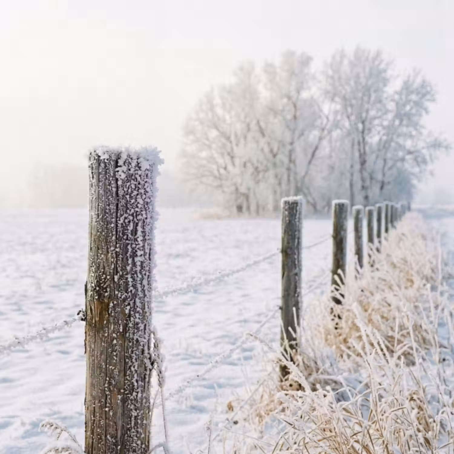 Behang - Hek - Sneeuw - Mist - Platteland - Nostalgisch