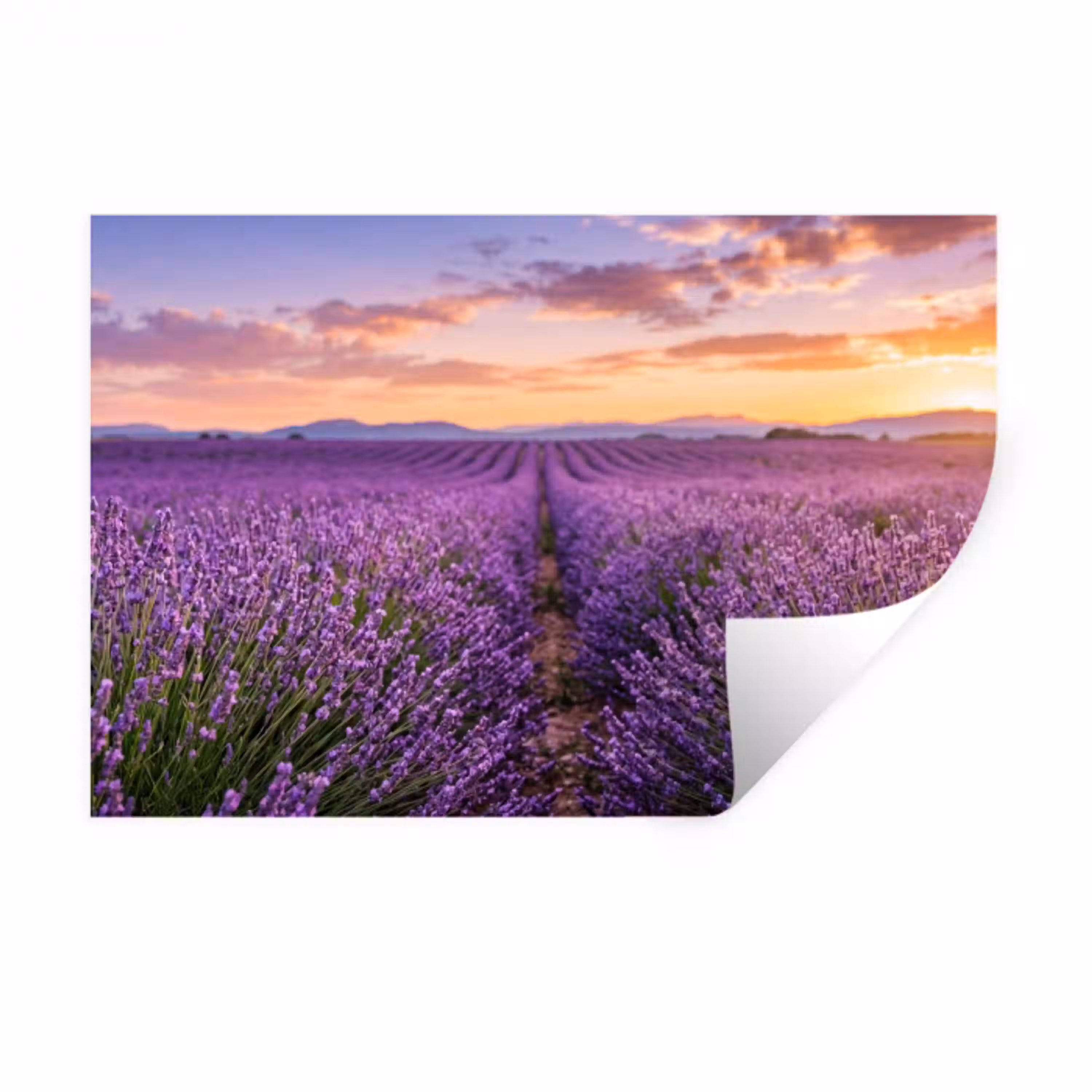 Lavendel - Veld - Natuur - Paars Muursticker klein -3d
