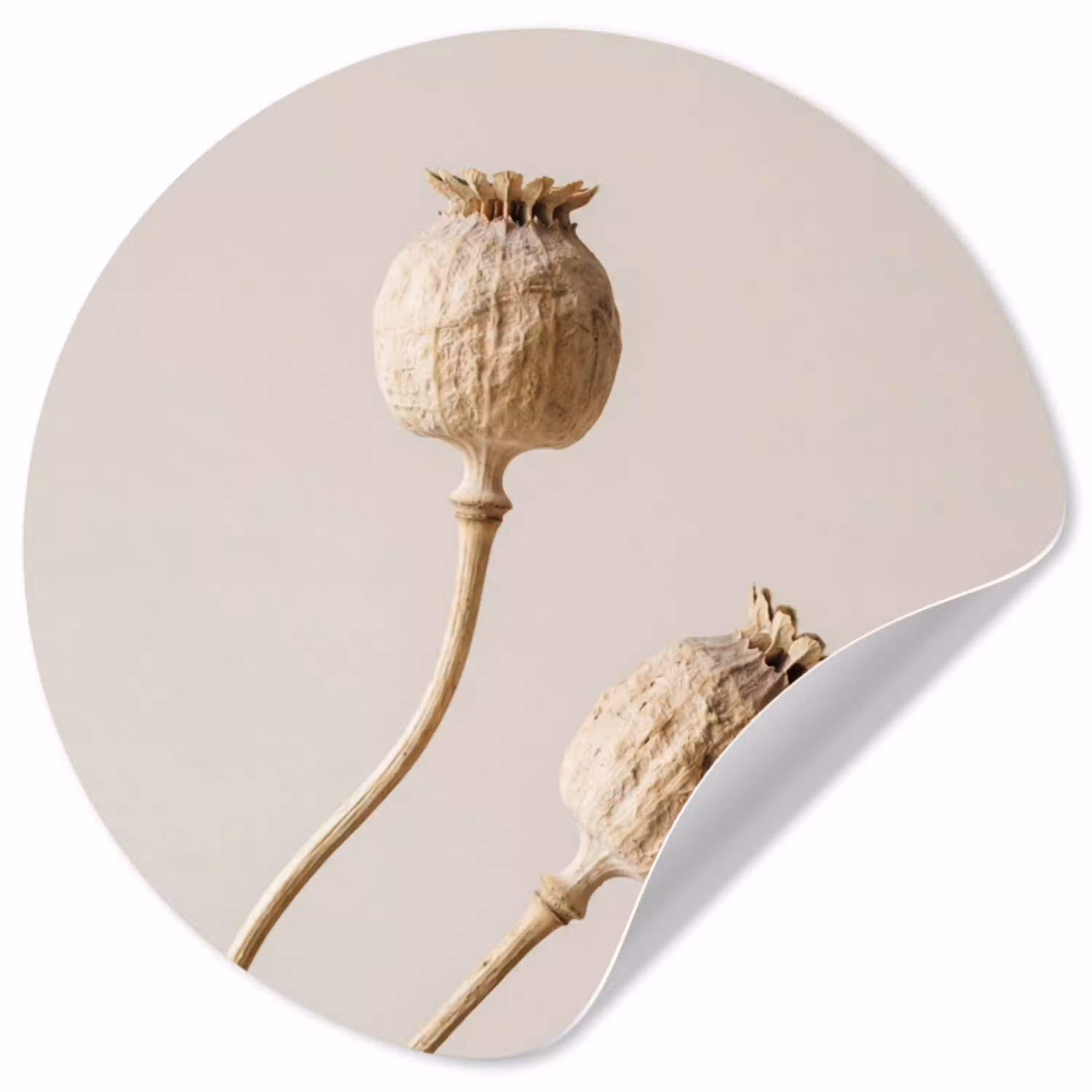 Papaverbollen - Droogbloemen - Minimalistisch - Beige - Rustig Wandcirkel behangsticker klein -3d