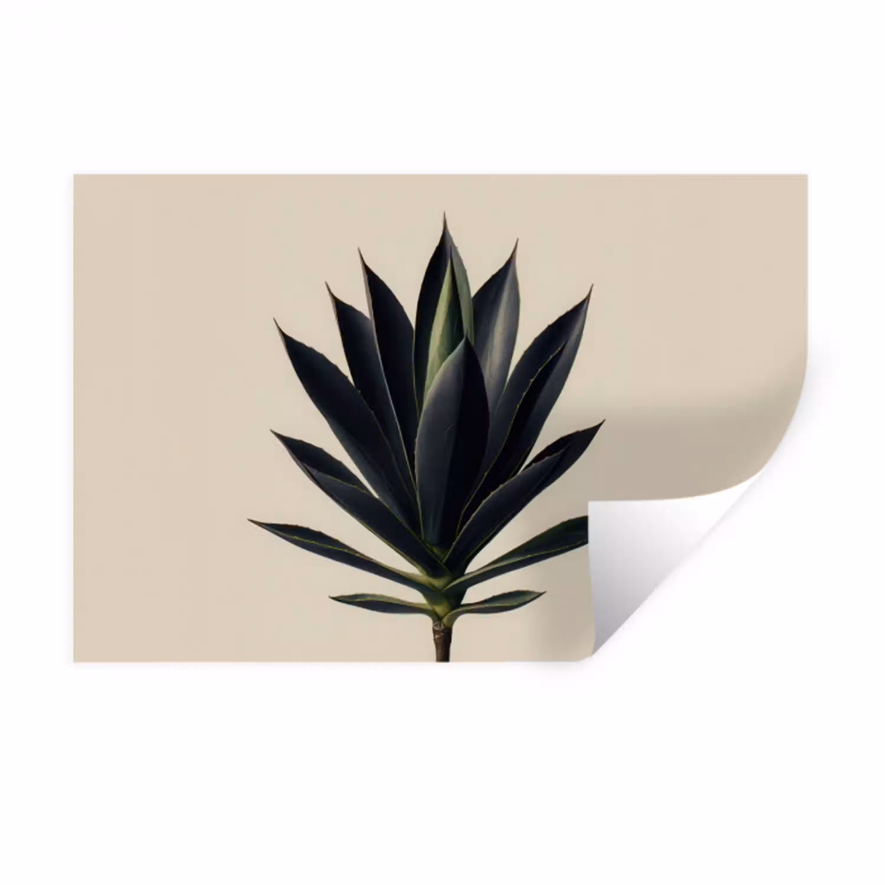 Agaveplant - Symmetrisch - Groen Muursticker klein -3d