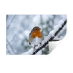 Roodborstje - Tak - Sneeuw - Winter - Levendig Muursticker klein -3d