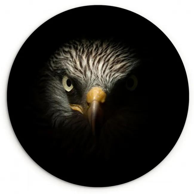 Vogel - Adelaar - Roofvogels - Oog - Snavel - Licht Wandcirkel kunststof plaat 5mm dik klein -3d