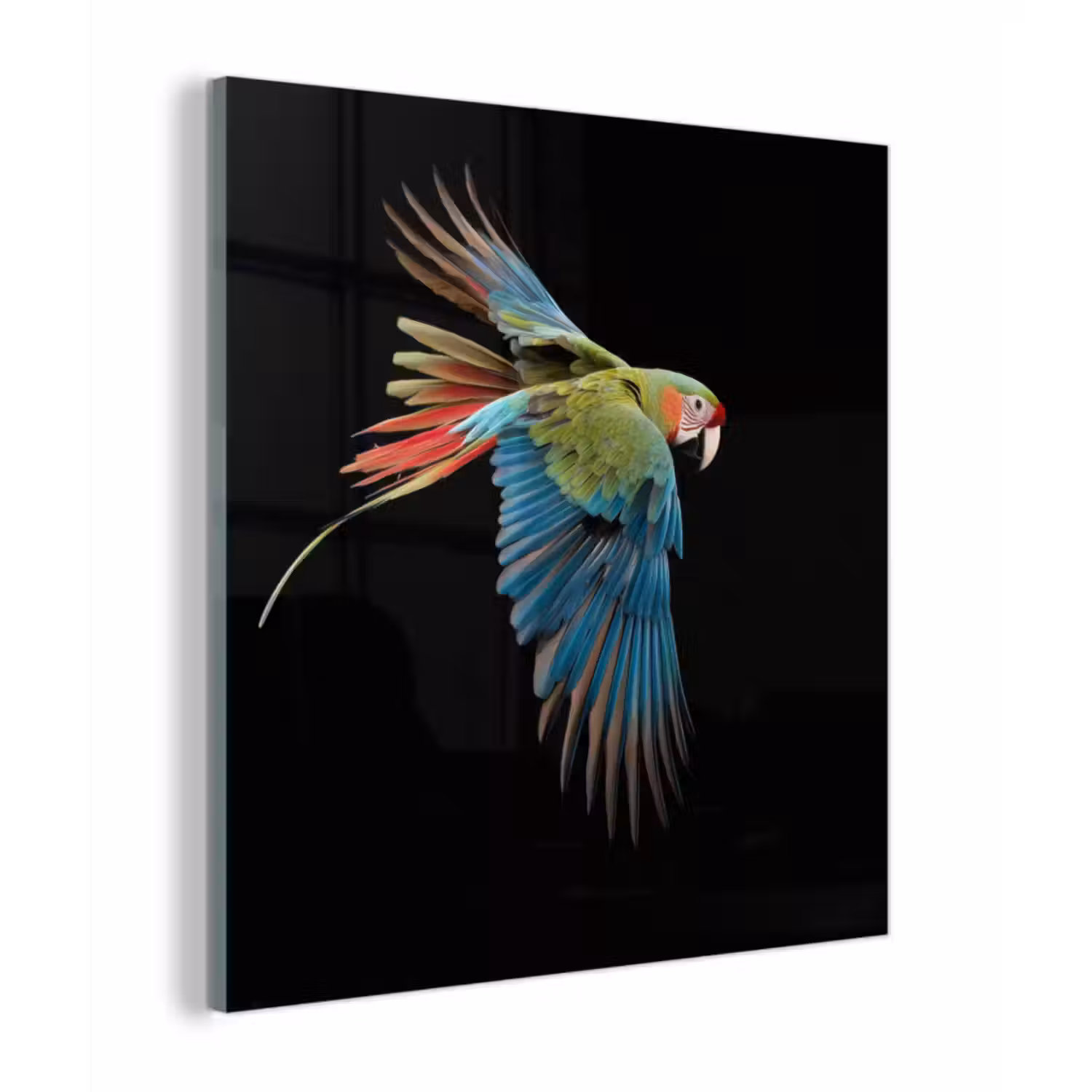 Glas schilderij - Papegaai - Kleurrijk - Vleugels - Sierlijk
