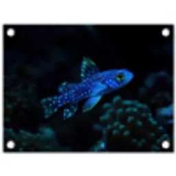 Vis - Stippen - Koraal - Blauw tuinposter los doek klein -3d