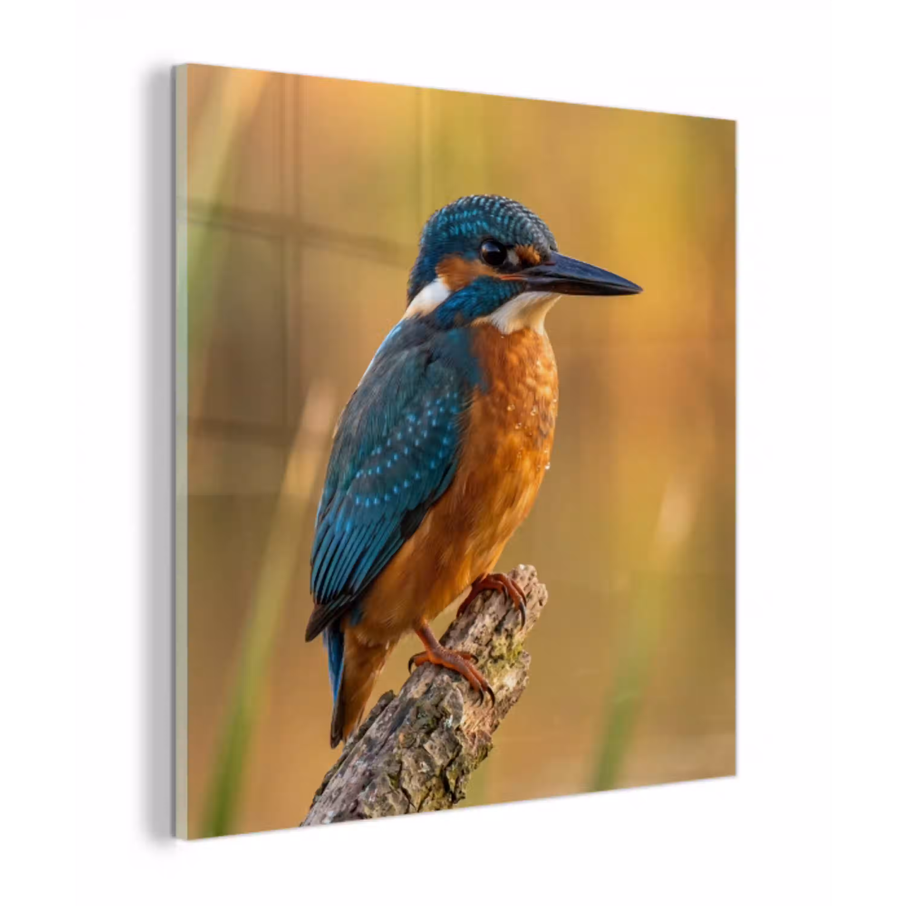 IJsvogel - Tak - Water - Kleurrijk - Levendig plexiglas 5mm klein -z3d