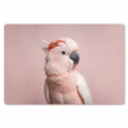 Kaketoe - Portret - Roze Placemat vinyl groot -zzsfeer1_Kitchenyeah-website