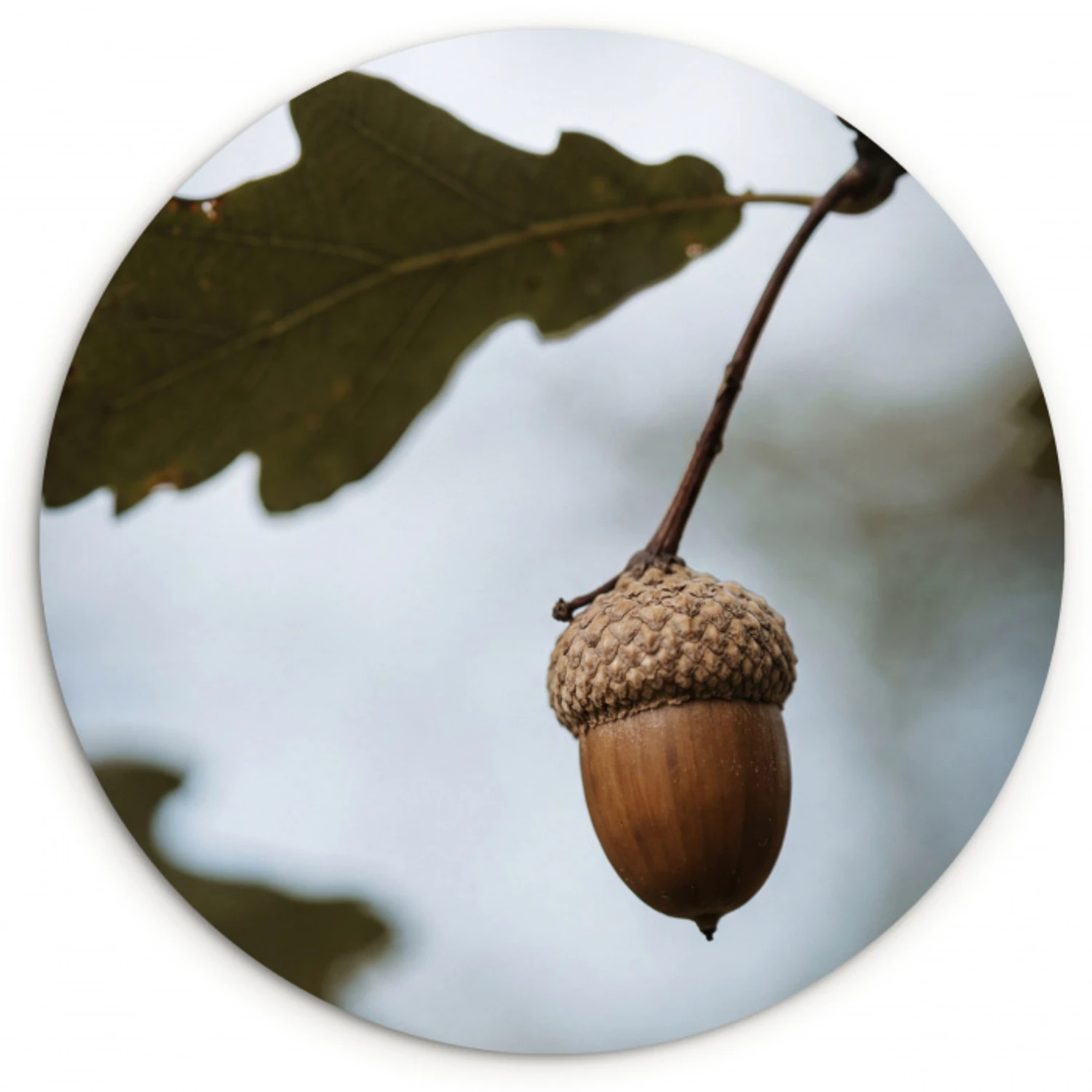 Eikel - Eikenblad - Bos - Herfst - Natuur Wandcirkel kunststof plaat 5mm dik klein -3d