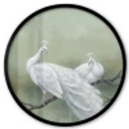 Pauwen - Wit - Natuur - Groen Fotolijst rond zonder passe partout klein -3d