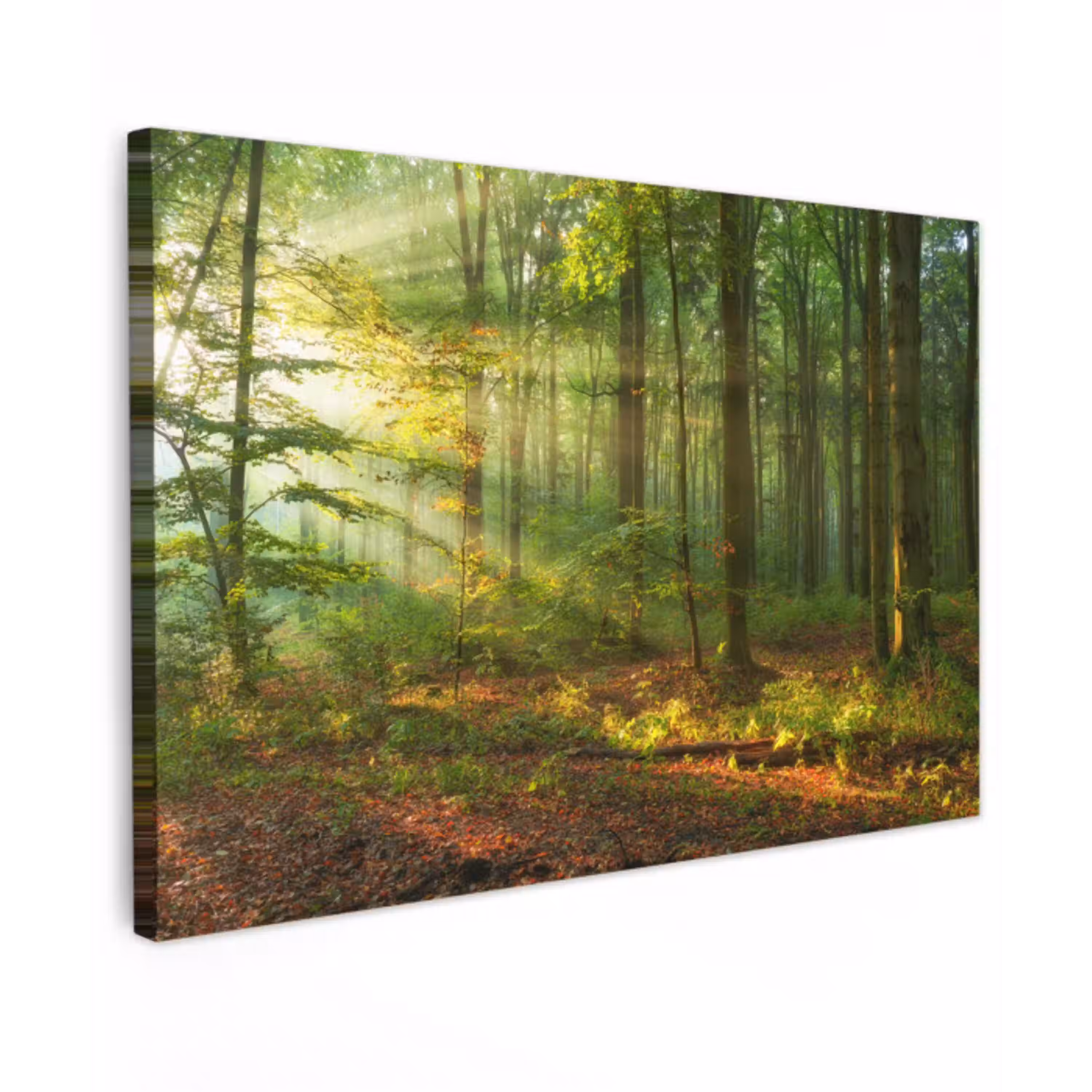 Zon - Bos - Bomen - Natuur - Herfst Tuinposter op houten frame 2 cm dik klein -3d