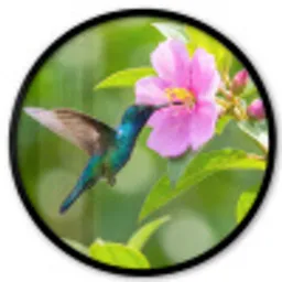 Kolibrie - Bloem - Natuur - Groen Fotolijst rond zonder passe partout klein -3d