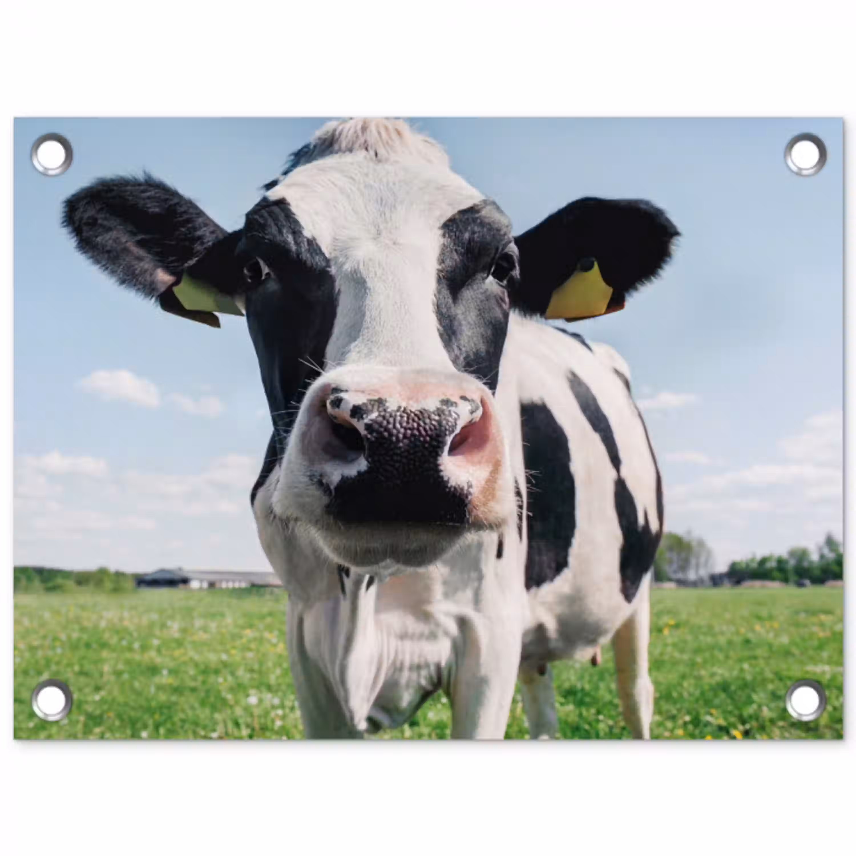 Koe - Weiland - Natuur - Dieren - Gras tuinposter los doek klein -3d