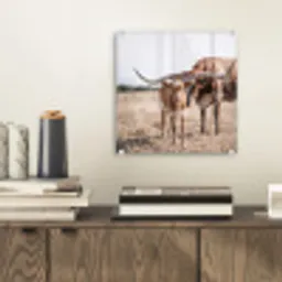Texas Longhorn - Kalf - Weide - Dieren plexiglas 5mm klein -sfeer1