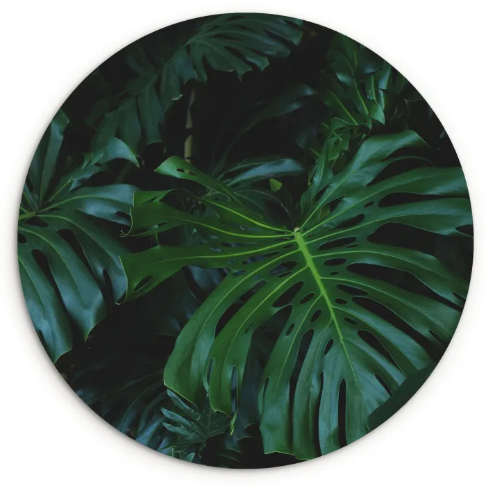 Monstera -  Inductie beschermer - Bladeren - Tropical - Afdekplaat voor kookplaat Wandcirkel kunststof plaat 5mm dik klein -3d