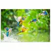 IJsvogels vliegen in het water poster papier klein -3d